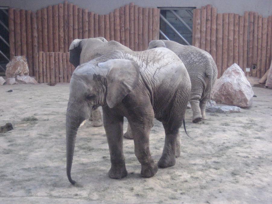 słonie słoniarnia (1) - Jacek Butlewski