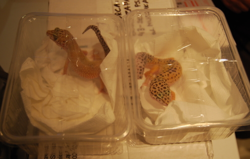 gekony zwierzęta tropikalne Cites - Policja/Poznań