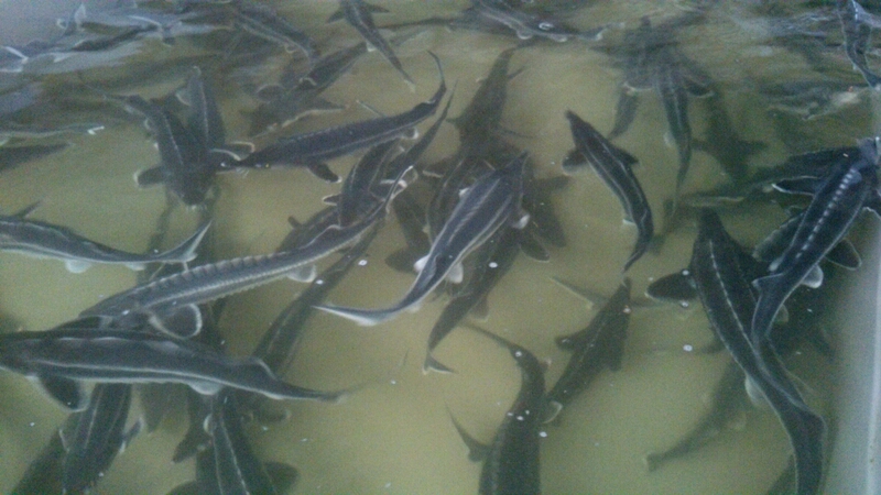 jesiotry i kawior z Konina - Emilia Chudzińska