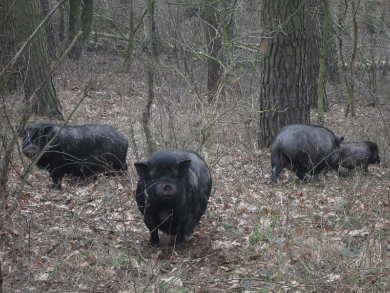 swinki wietnamskie w lesie (1) - Anna Skoczek