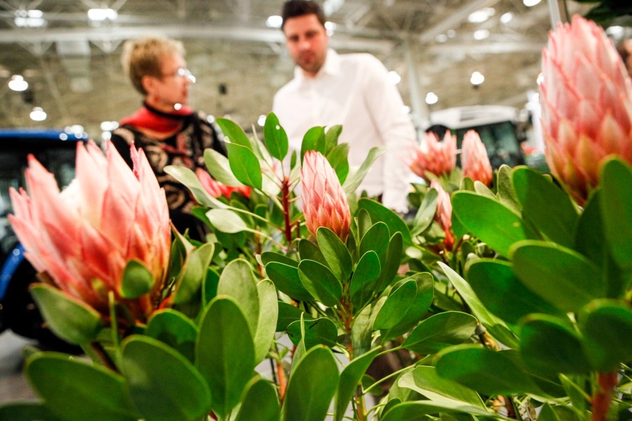 gardenia 2015 - Gardenia/MTP