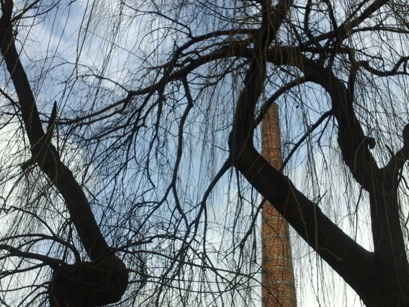 wierzba z łazarza1 - Kalina Olejniczak