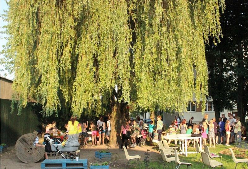 wierzba płącząca łazarz (2) - Maciej Jędrzejczak