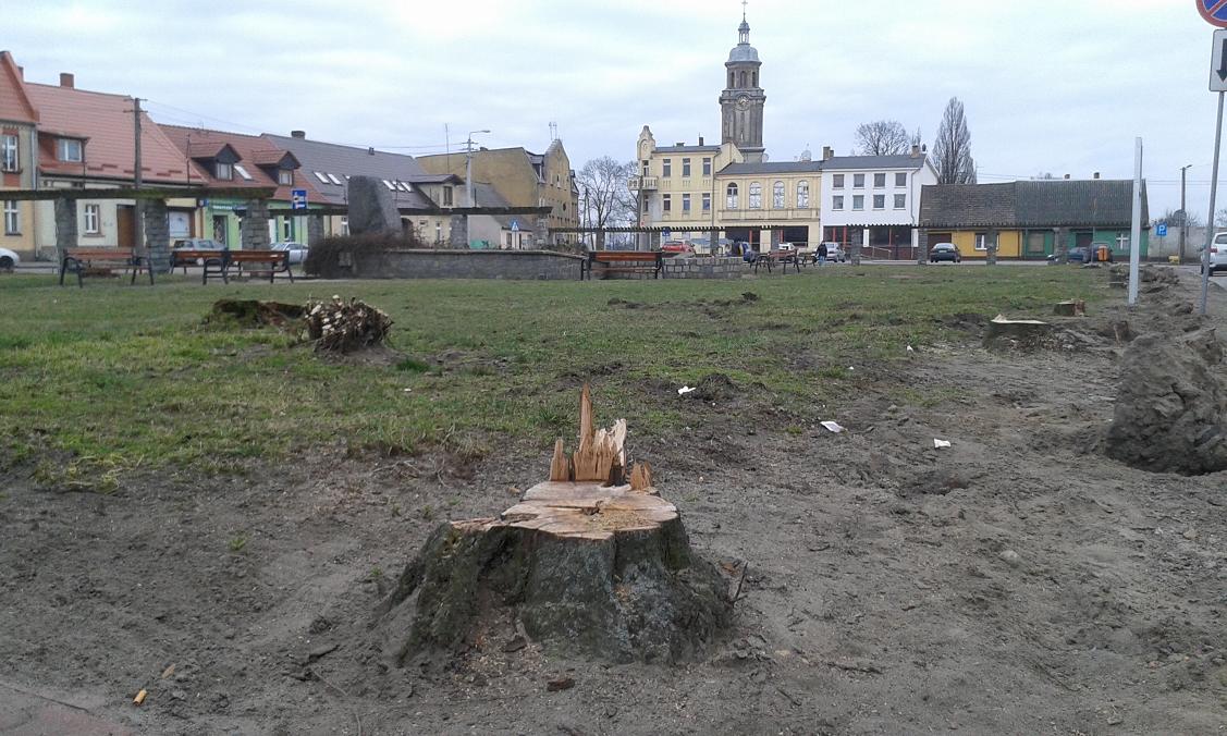 Ryczywół drzewa - Tomasz Sosnowski