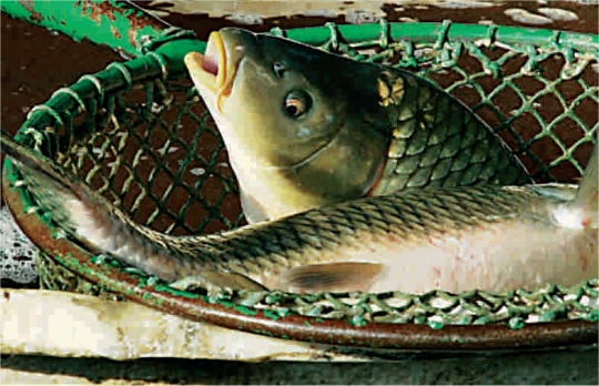 Karpie w siatce - krwaweswieta.pl