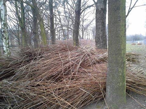 wiklina czeka na wyplatanie - Kolektyw Kąpielisko