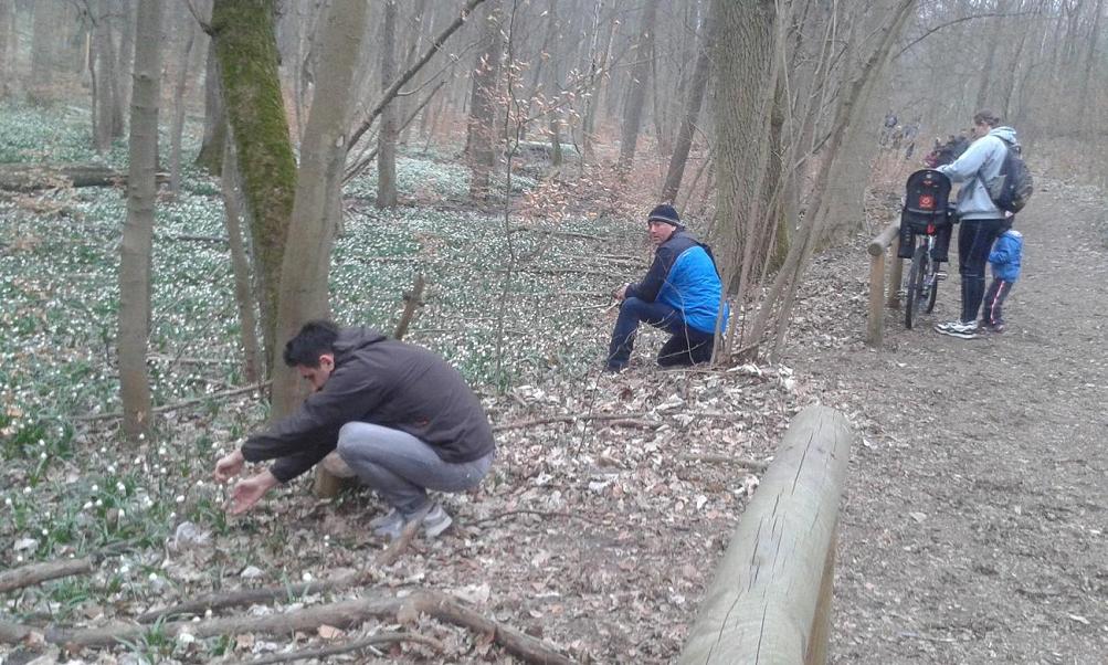 śnieżycowy jar 2015 - Tomasz Sosnowski