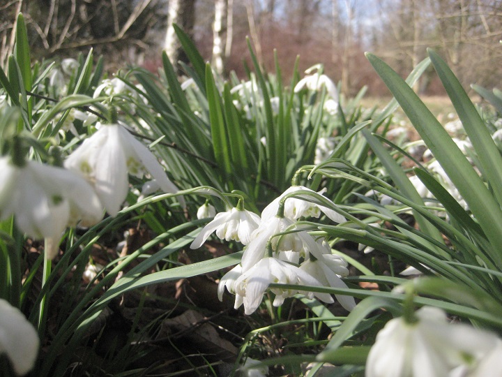 wiosna w arboretum 1 - Rafał Regulski 