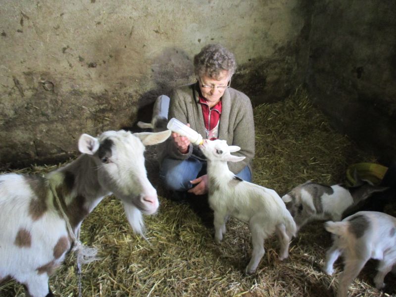 kozy czworaczki - Danuta Synkiewicz