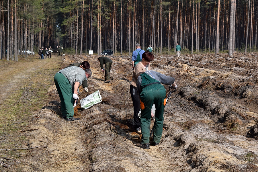 sadzenie-lasu - Marcin Maziarz