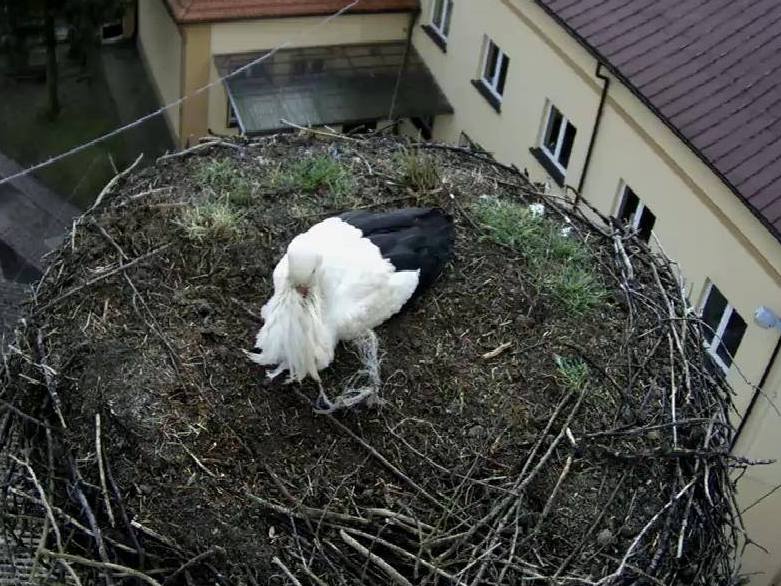 bocian z przygodzic wylądował - Bociany z Przygodzic