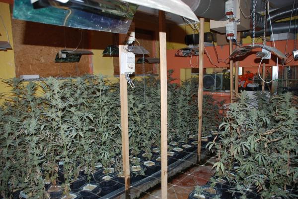 plantacja konopi w piwnicy - Policja Czarnków