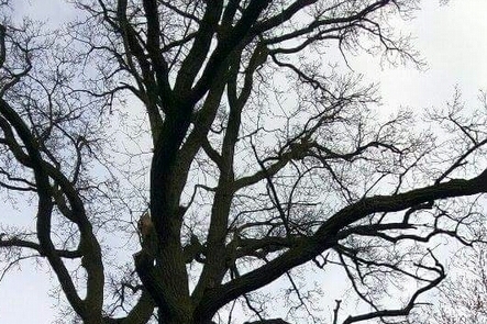 dąb zawiadowca - Emilia Chudzińska