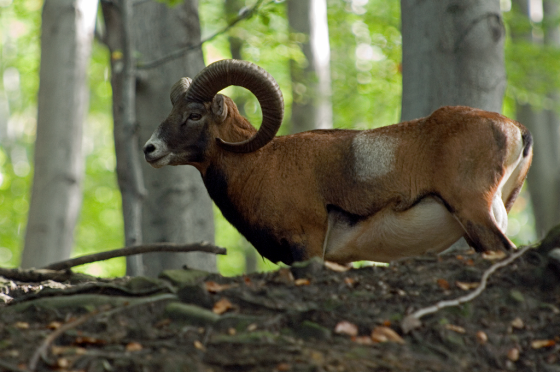 muflon w lesie - Nadleśnictwo Jugów - Lasy Państwowe