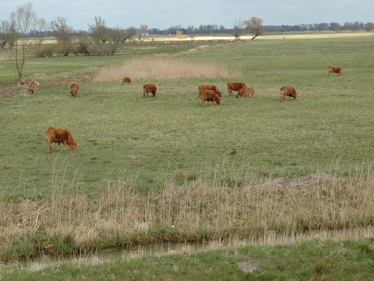 Krowy na polu, gospodarstwo rolne - Szymon Mazur