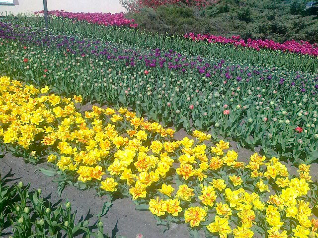 tulipany jerzy buzek - Jacek Kosiak