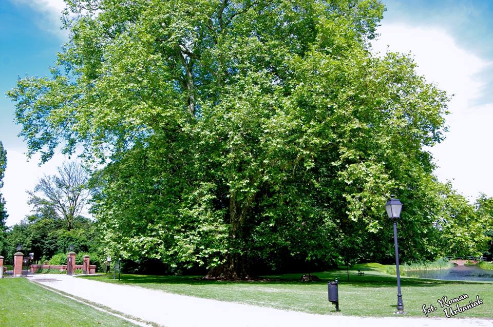 platan w dobrzycy - Muzuem Ziemiaństwa w Dobrzycy