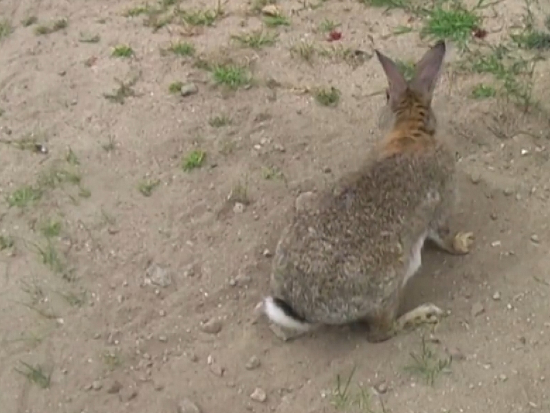 krolik z obornik - Nadleśnictwo Oborniki