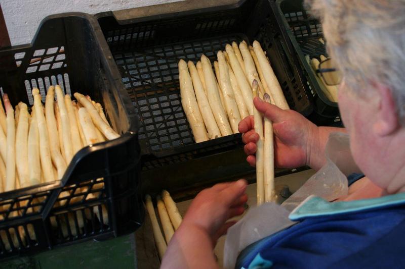 szparagi - Szparagi Wielkopolskie