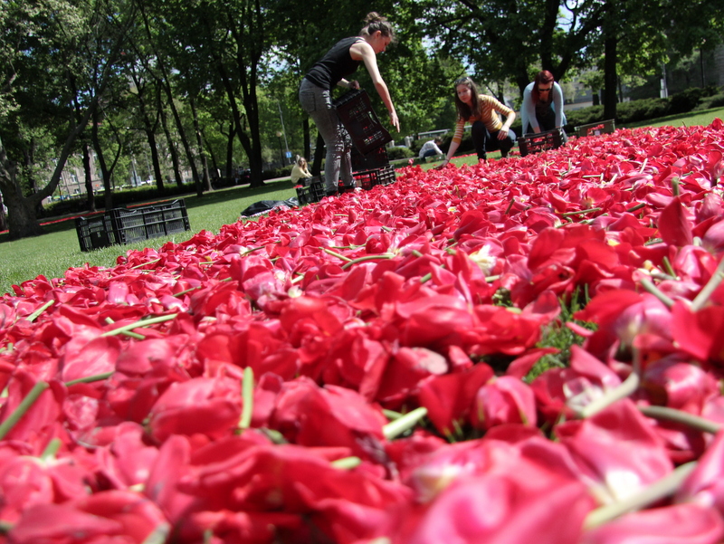 układanie kwiatów tulipany (1) - Marcin Wesołowski