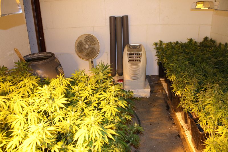 hodowla konopi grodzisk - Policja Grodzisk Wielkopolski