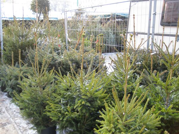 Choinki w mieście - Magda Konieczna