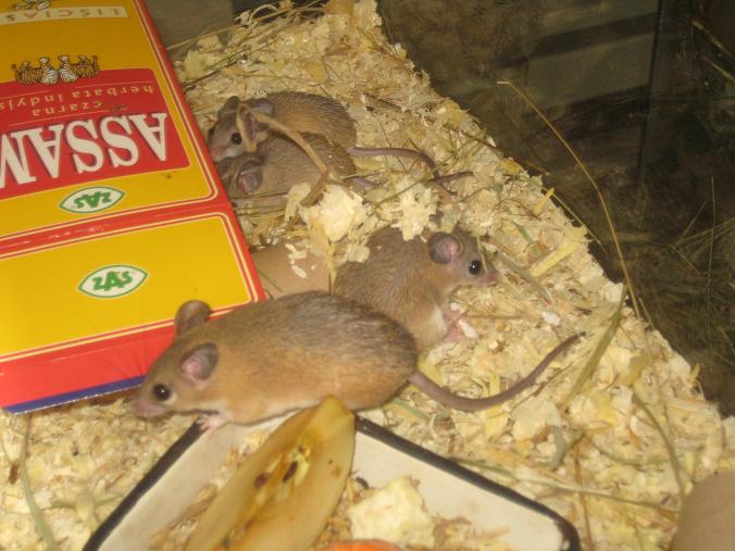 myszki zoo (3) - Jacek Butlewski 