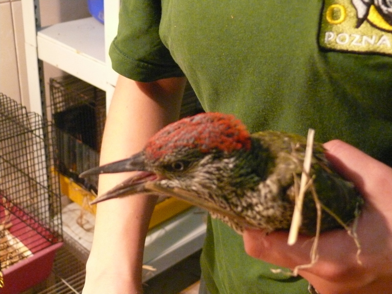 dzięcioł zielony ptasi azyl - Ptasi Azyl