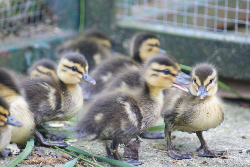 kaczki krzyżówki ptasi azyl - Ptasi Azyl