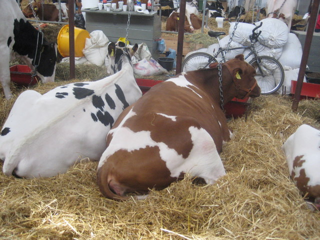 krowy (1) - Jacek Butlewski