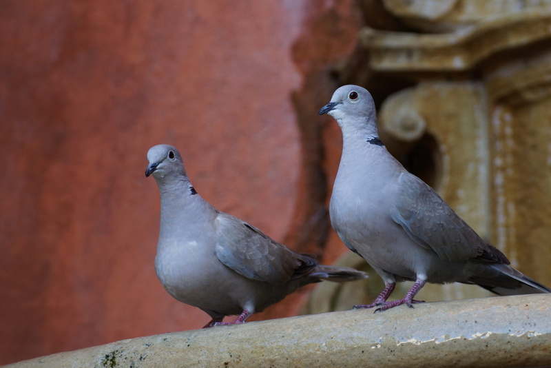 gołębie na parapecie - Fotolia.pl