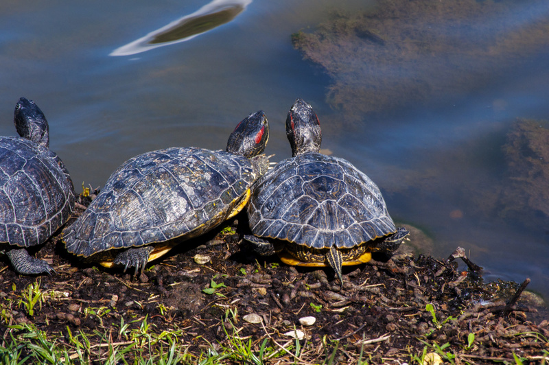 czerwonolicy żółw - Fotolia.pl