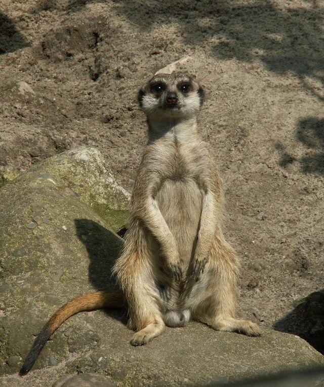 Surykatka - Wikipedia