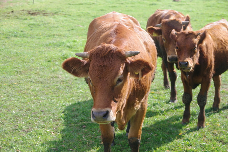 cielaki cielęta krowy - Archiwum