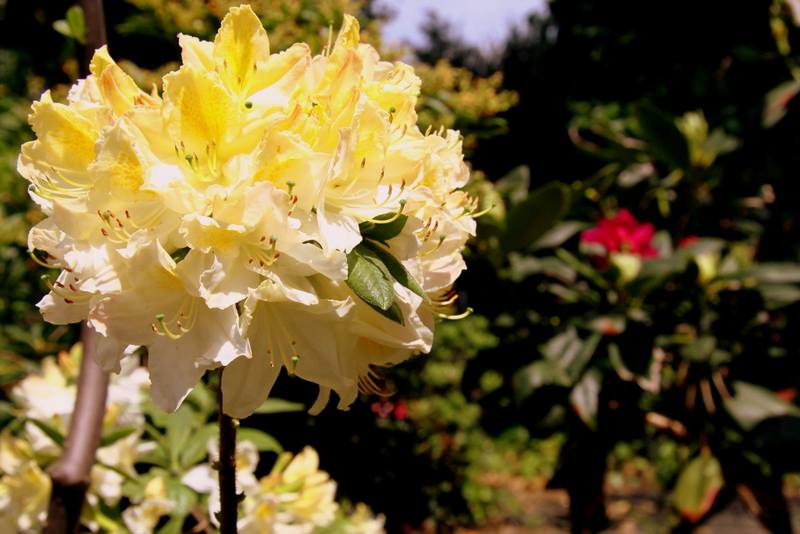 kwiaty kolorowe - Arboretum Kórnickie