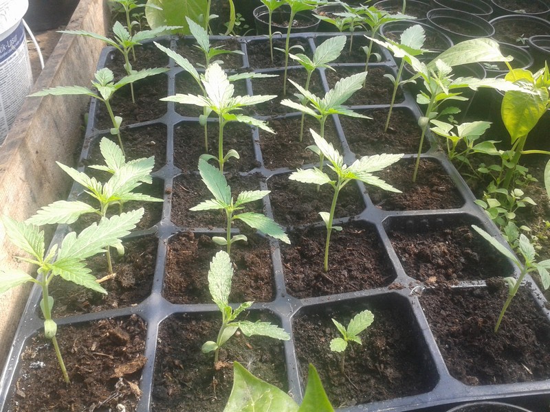 sadzonki konopne - Policja/Poznań