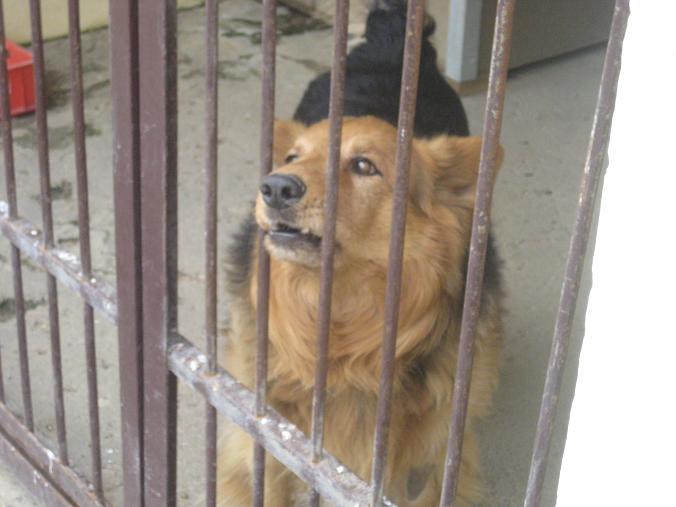 urodziny schroniska (1) - Jacek Butlewski