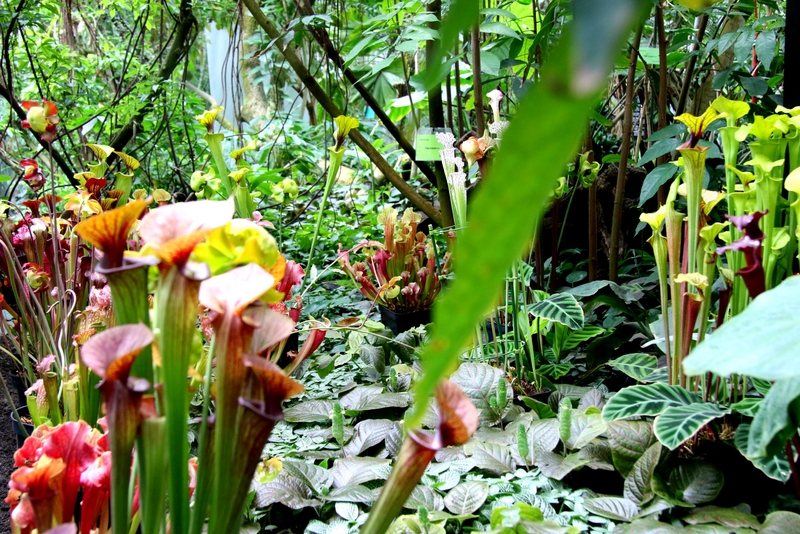 rosliny owadozerne palmiarnia 2015 - Anna Adamczyk