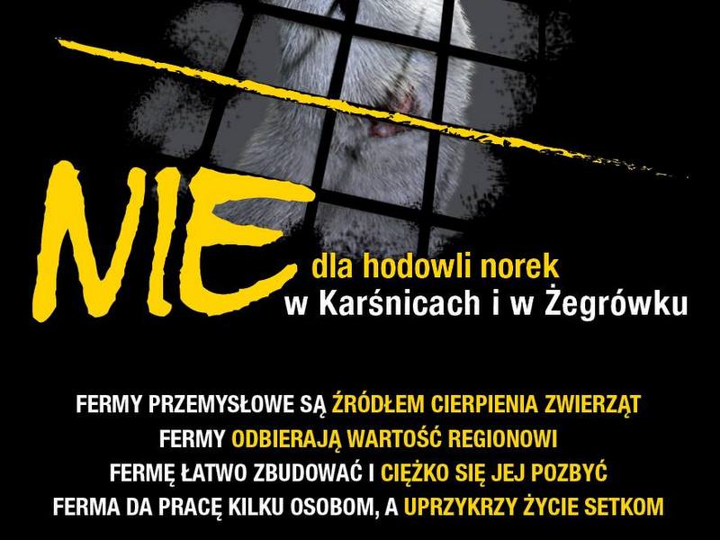 ULOTKA fermy norek Śmigiel - Otwarte klatki