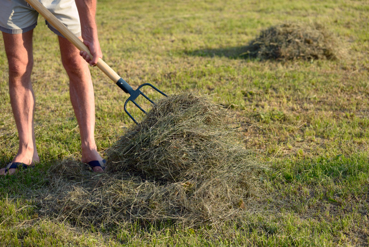 zbiórka siana na polu - Fotolia.pl