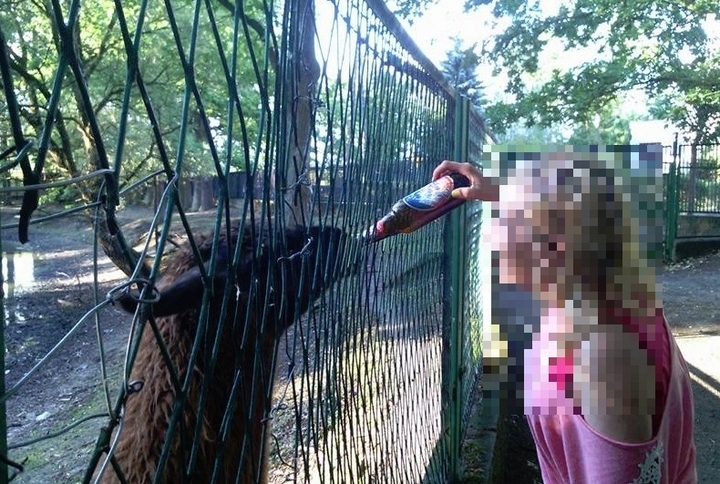 lama pijąca piwo - Facebook