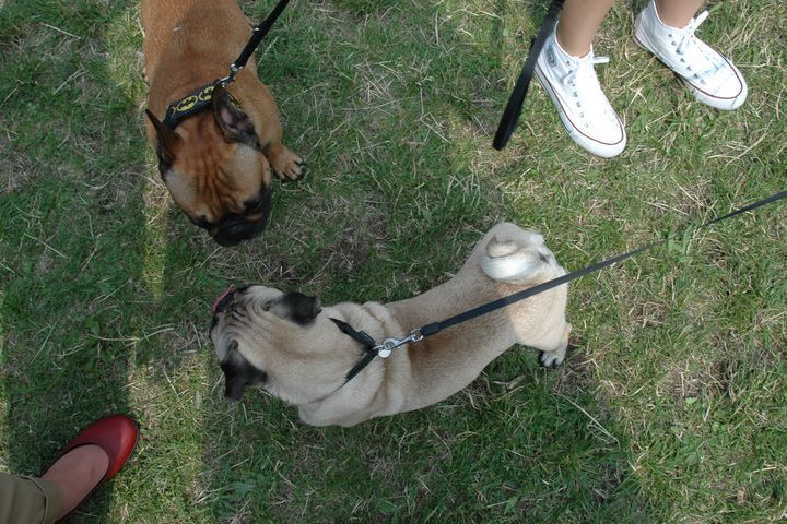 latające psy i skoki  2015 (20) - Szymon Mazur