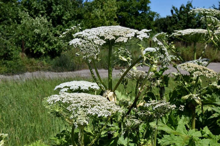 barszcz-sosnowskiego4 - Marcin Maziarz