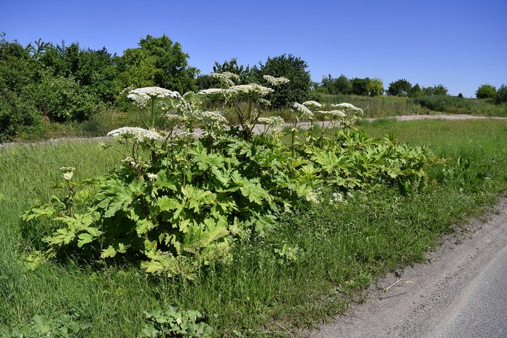 barszcz-sosnowskiego2 - Marcin Maziarz