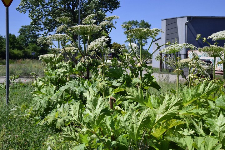 barszcz-sosnowskiego3 - Marcin Maziarz