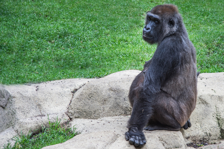 goryl w zoo - Radio Merkury - Fotolia.pl