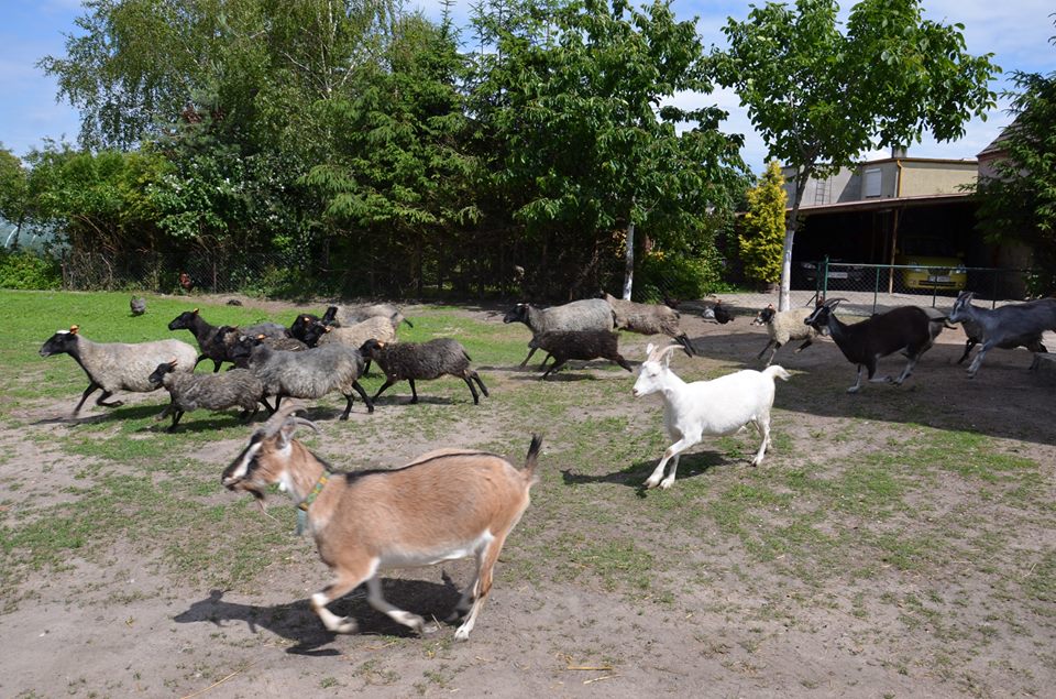 kozy z wioski tematycznej - Wioski Tematyczne