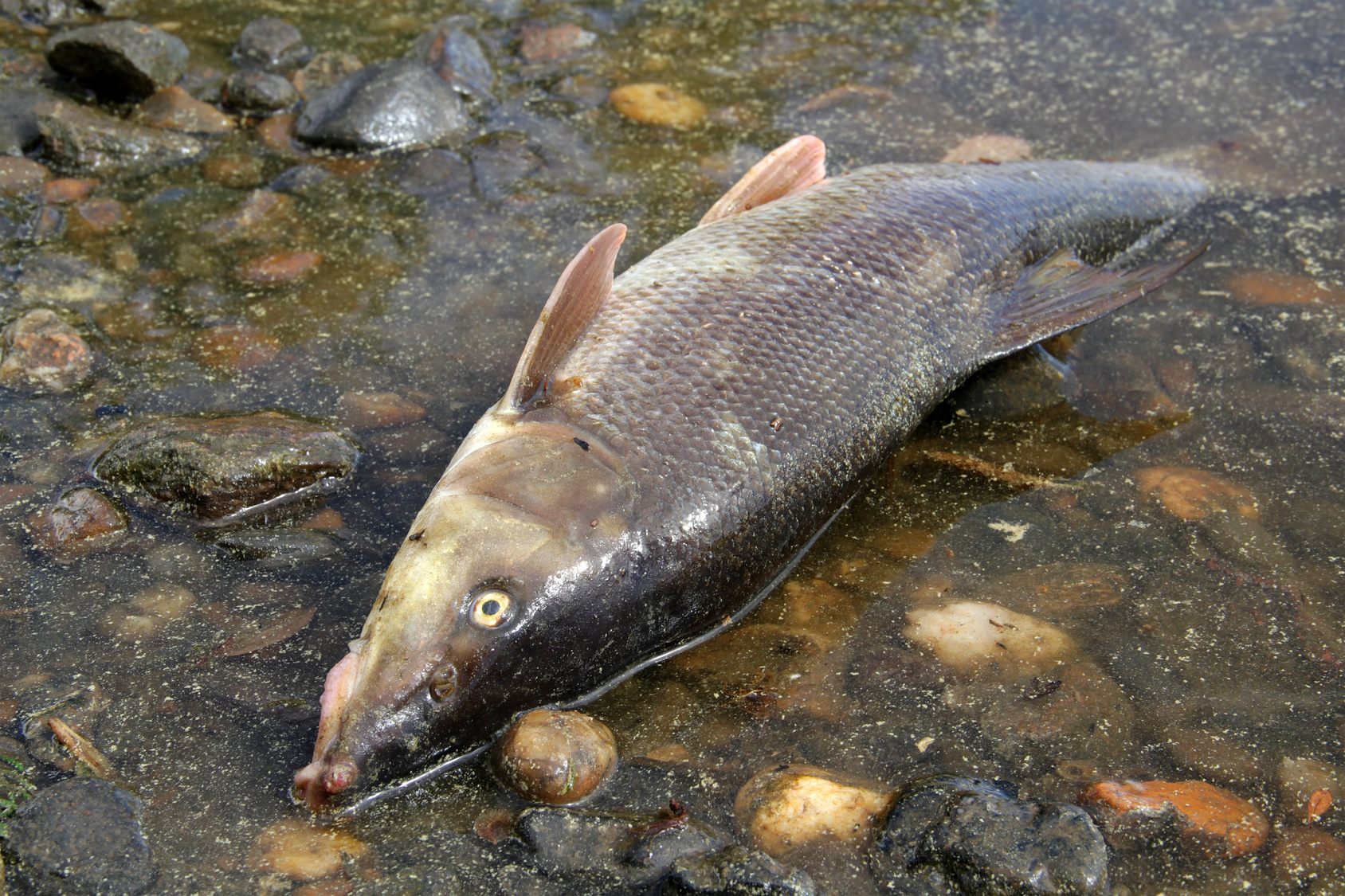 śnięta ryba, martwy szczupak - Radio Merkury - Fotolia.pl