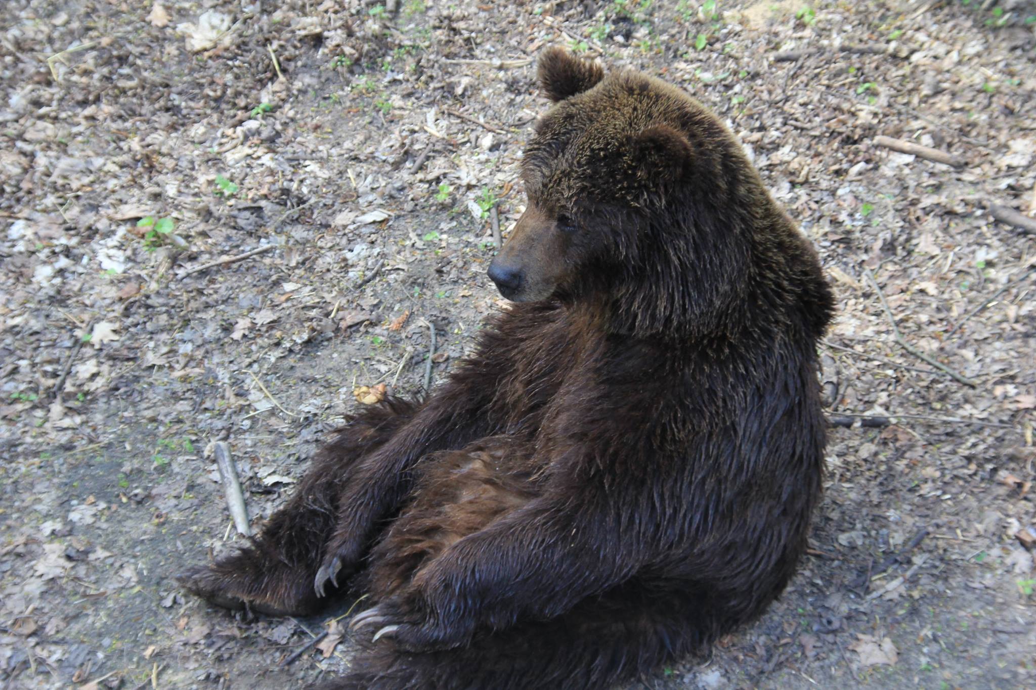 niedzwiedz z zoo siedzi - Zoo Poznań
