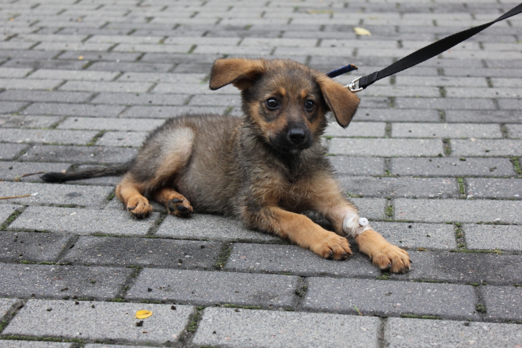 alkoszczeniak-dzień-po-3 - Schronisko dla zwierząt w Poznaniu
